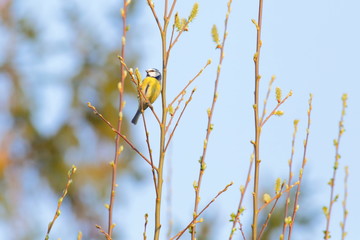 Blue tit perching on the tree