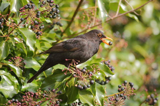 Common blackbird (Turdus merula) eating ivy berries in garden