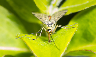 Fototapeta na wymiar Close up of an insect common scorpion fly
