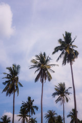 Fototapeta na wymiar Palm trees's tops