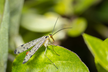 Close up of an insect common scorpion fly