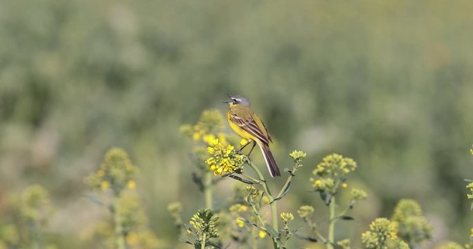 Bergeronnette printani&egrave;re (Motacilla flava) poussant des cris pos&eacute;e sur un colza