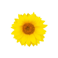 Fototapeta premium Yellow sunflower flower isolated on white background. Helianthus annuus