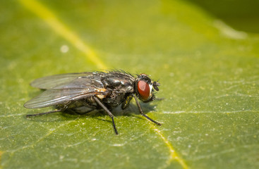 Close up of an insect Face fly