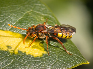 Close up of an insect Flavous nomad bee