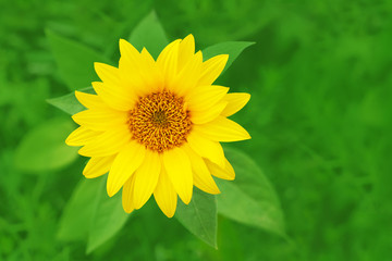 Yellow sunflower flower in a green field, top view. Helianthus annuus
