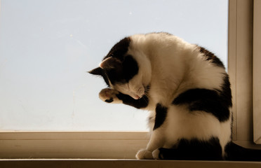 The cat is sitting on the window and washing