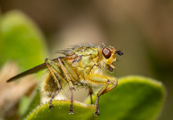 Close up of an insect Yellow dung fly