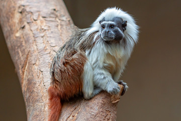 Tamarin pinché