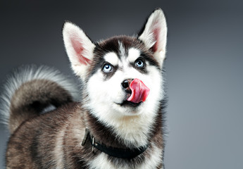 portrait of siberian husky in studio. Close-up shot.