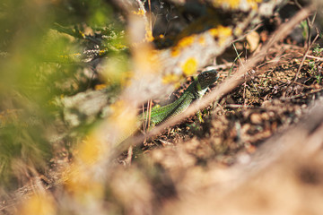 Obraz na płótnie Canvas Green lizard in the bushes among the leaves