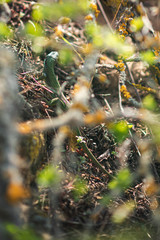 Green lizard in the bushes among the leaves