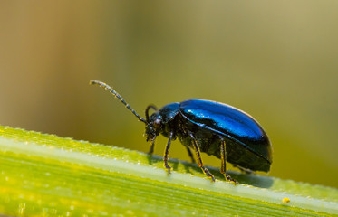 Close up of an insect Alder leaf beetle