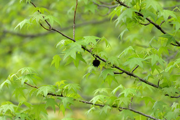 Young leaves and withered fruits of American sweetgum (Liquidambar styraciflua)