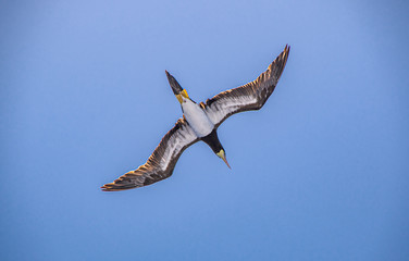 Birds in Grand Cayman
