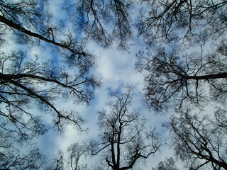 trees in the sky