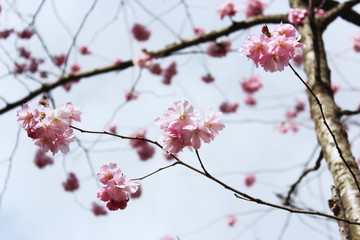 cherry tree blossom 