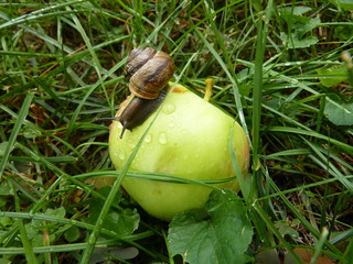Ślimak jedzący jabłko w sadzie © sylandi
