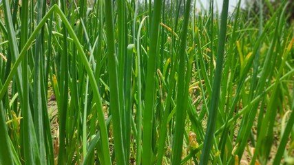 green grass background