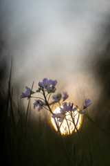 Cuckooflower, a very fragile spring bloomer. Photographed with a vintage lens.