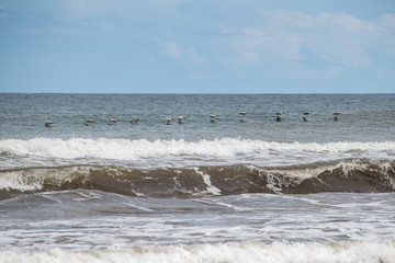 Pelicans along the ocean
