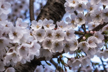 Obraz premium cherry blossoms in spring