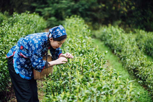 A young Asian woman is picking tea in a tea garden