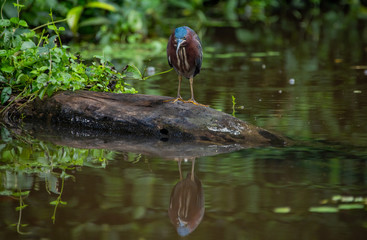 Costa Rican Birds