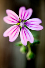 Obraz premium close up of a pink flower
