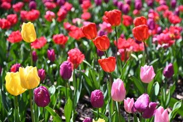 Obraz premium 日本の国営武蔵丘陵森林公園のお花畑の早咲きのチューリップが咲く春の風景 カラフルなフレンドシップとダーウィンオレンジとクリスマスパール