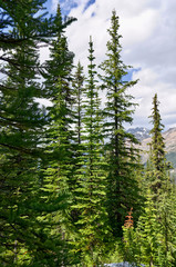 Coniferous forest. Tall evergreen spruce against mountains. Banff National Park, Peyto Lake, Canada