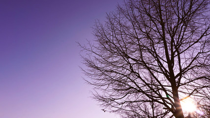 Lonely big tree foreground with purple blue sky sunset background with copy space