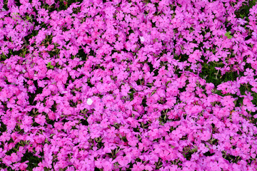 満開に咲いた芝桜のテクスチャ素材