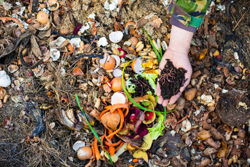 red worms on the male palm for vermicomposting organic food scraps