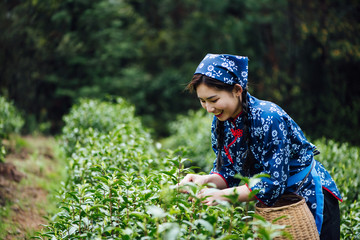 A young Asian woman is picking tea in a tea garden