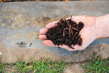 red worms on the male palm for vermicomposting organic food scraps