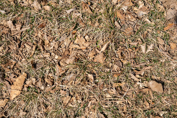 natural texture background of last year's foliage