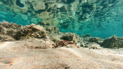 Underwater view of red starfish on the sand, stones covered with algae in the background, sea surface reflecting sunbeams. Adriatic sea, Croatia.