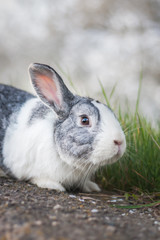Portrait of a cute dutch rabbit, adorable bunny