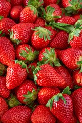 Strawberries of intense red color collected in a farmer's wooden box