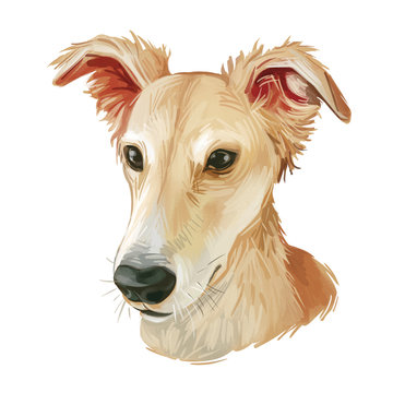Longhaired Whippet Dog isolated digital art illustration. Hand drawn beige puppy portrait, americandog breed, muscular doggy with ears down, beige canine . Whippet pet animal muzzle portrait.