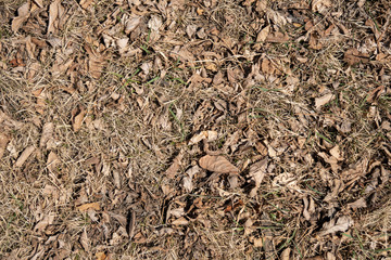 natural texture background of last year's foliage