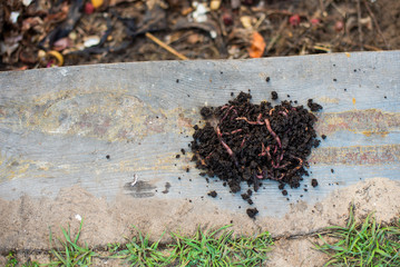 Red worms among solid waste in the backyard.Vermicomposting organic food scraps for the plants iin...