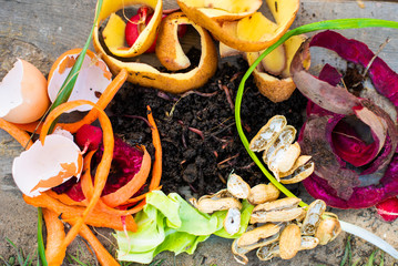 Red worms among solid waste in the backyard.Vermicomposting organic food scraps for the plants iin...
