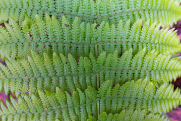 Background of a tropical leaf.