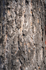 natural texture background bark tree