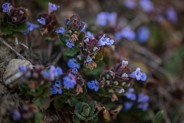 Glechoma hederacea. Nepeta glechoma Benth., Nepeta hederacea  is an aromatic, perennial, evergreen...