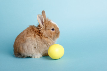 cute little Easter Bunny with egg on blue background