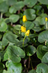 Ficaria verna, (formerly ,Ranunculus ficaria L.) commonly known as lesser celandine or pilewort, is a low-growing, hairless perennial flowering plant Ranunculaceae native to Europe and Asia