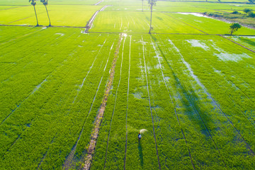 Green paddy rice plantation field sunset light agricultural industry